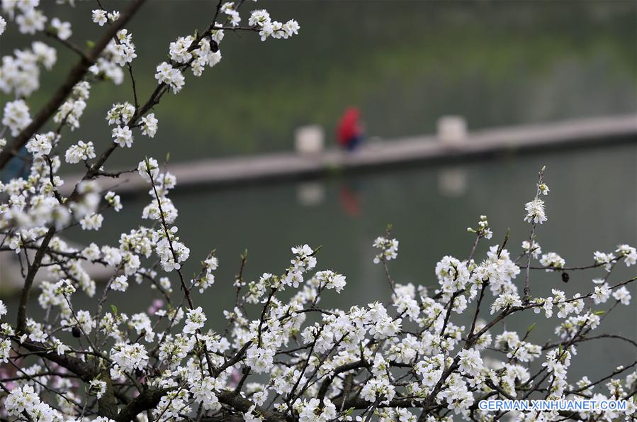 #CHINA-CHONGQING-PEAR BLOSSOM (CN)