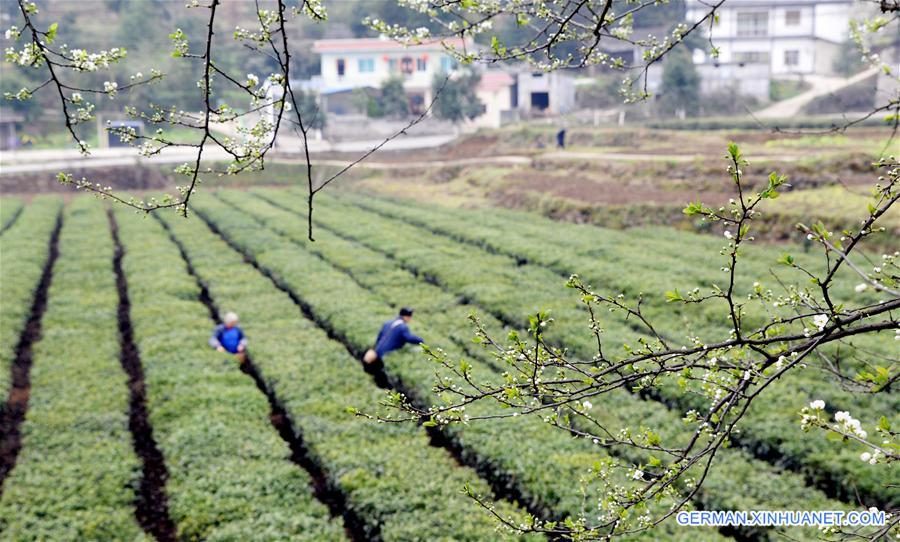 #CHINA-GUIZHOU-ZUNYI-TEA LEAVES PICKING (CN)