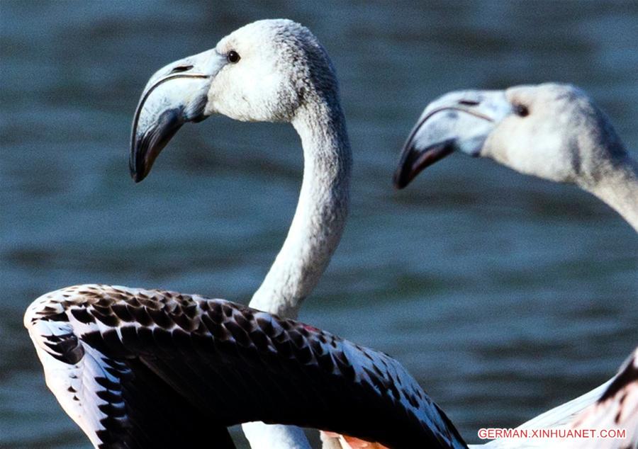 #CHINA-QINGHAI-YELLOW RIVER-FLAMINGOS (CN)