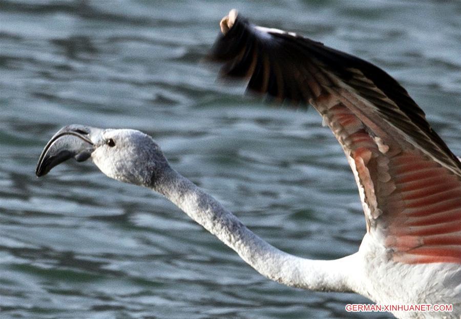 #CHINA-QINGHAI-YELLOW RIVER-FLAMINGOS (CN)