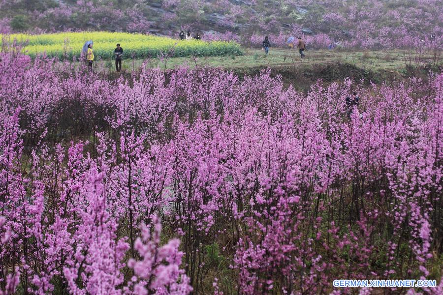 #CHINA-SPRING-SCENERY(CN)