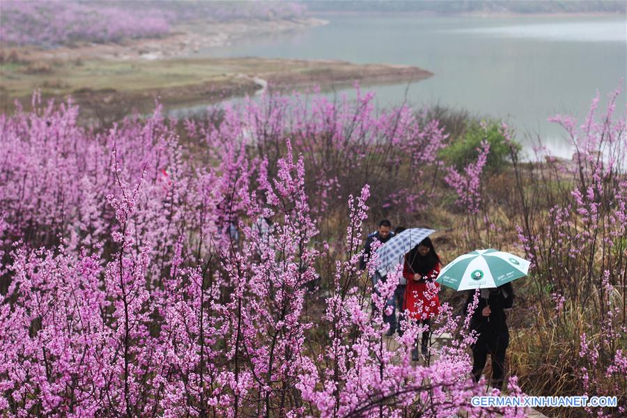 #CHINA-SPRING-SCENERY(CN)