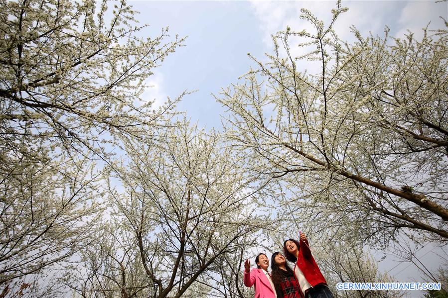 #CHINA-SPRING-SCENERY(CN)