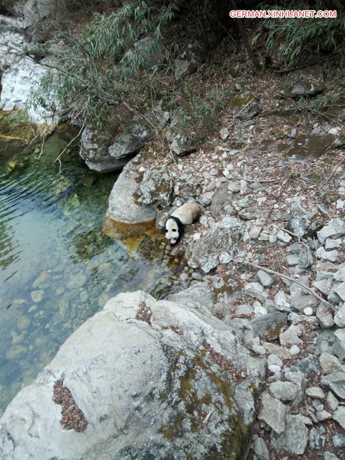 CHINA-SHAANXI-WILD GIANT PANDA (CN)