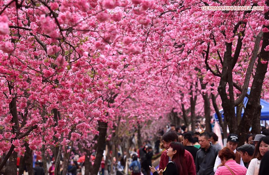 CHINA-KUNMING-CHERRY BLOSSOM (CN)