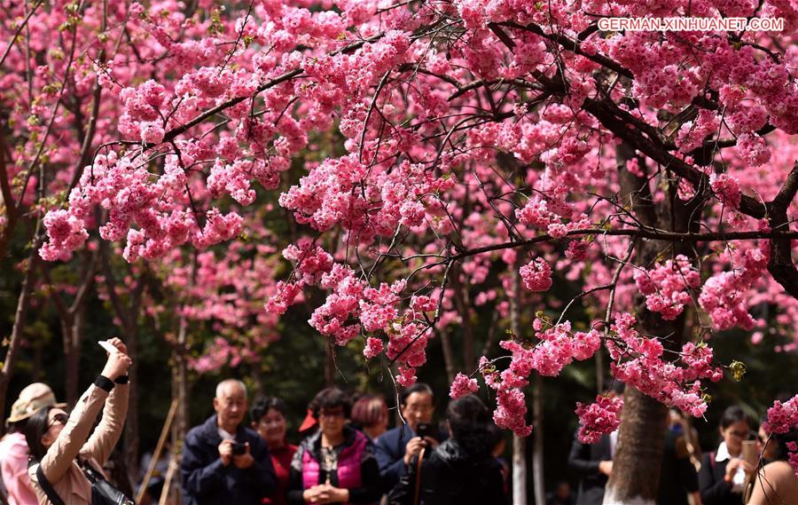 CHINA-KUNMING-CHERRY BLOSSOM (CN)