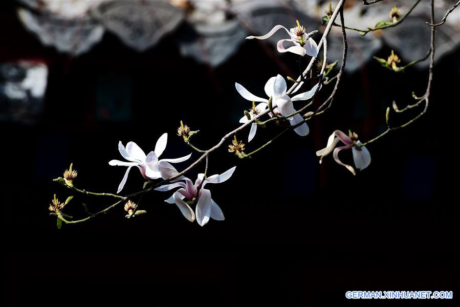 CHINA-SHANDONG-JINAN-MAGNOLIA FLOWERS (CN)