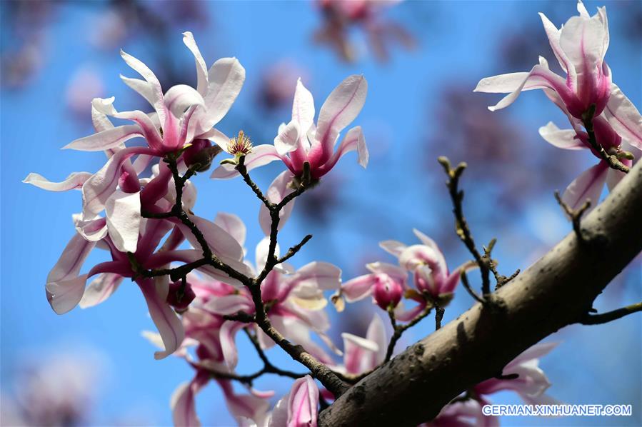 CHINA-SHANDONG-JINAN-MAGNOLIA FLOWERS (CN)