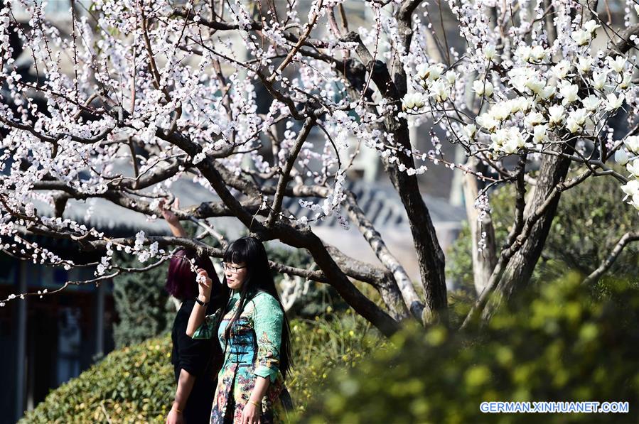 CHINA-SHANDONG-JINAN-MAGNOLIA FLOWERS (CN)