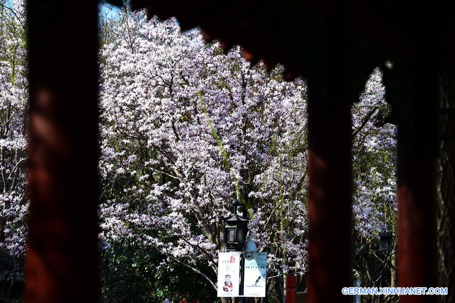 CHINA-SHANDONG-JINAN-MAGNOLIA FLOWERS (CN)