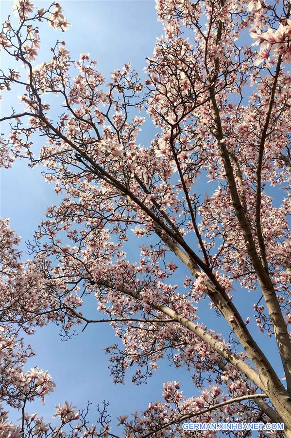 CHINA-SHANDONG-JINAN-MAGNOLIA FLOWERS (CN)