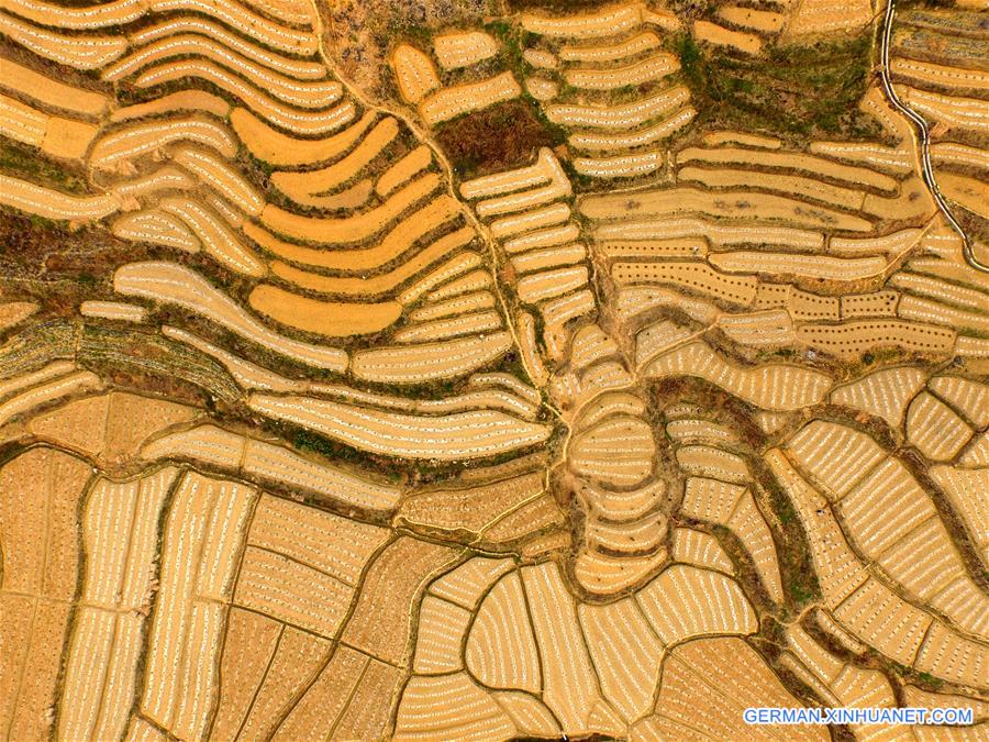 CHINA-GUANGXI-BAISE-WATERMELON TERRACES (CN)