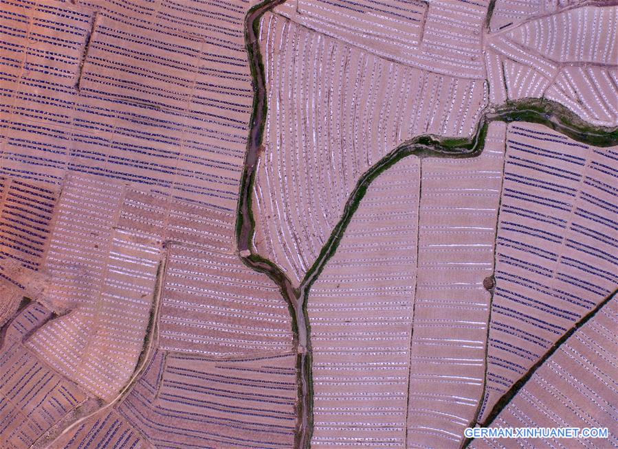 CHINA-GUANGXI-BAISE-WATERMELON TERRACES (CN)