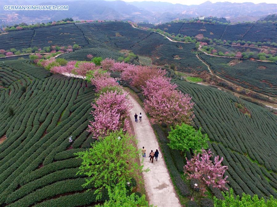 CHINA-FUJIAN-ZHANGPING-TEA GARDEN-CHERRY BLOSSOM (CN)