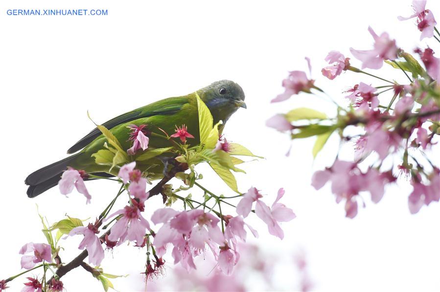 CHINA-FUJIAN-ZHANGPING-TEA GARDEN-CHERRY BLOSSOM (CN)