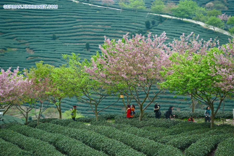 CHINA-FUJIAN-ZHANGPING-TEA GARDEN-CHERRY BLOSSOM (CN)