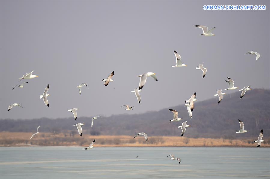 CHINA-JILIN-BIRDS-PROTECTION (CN)