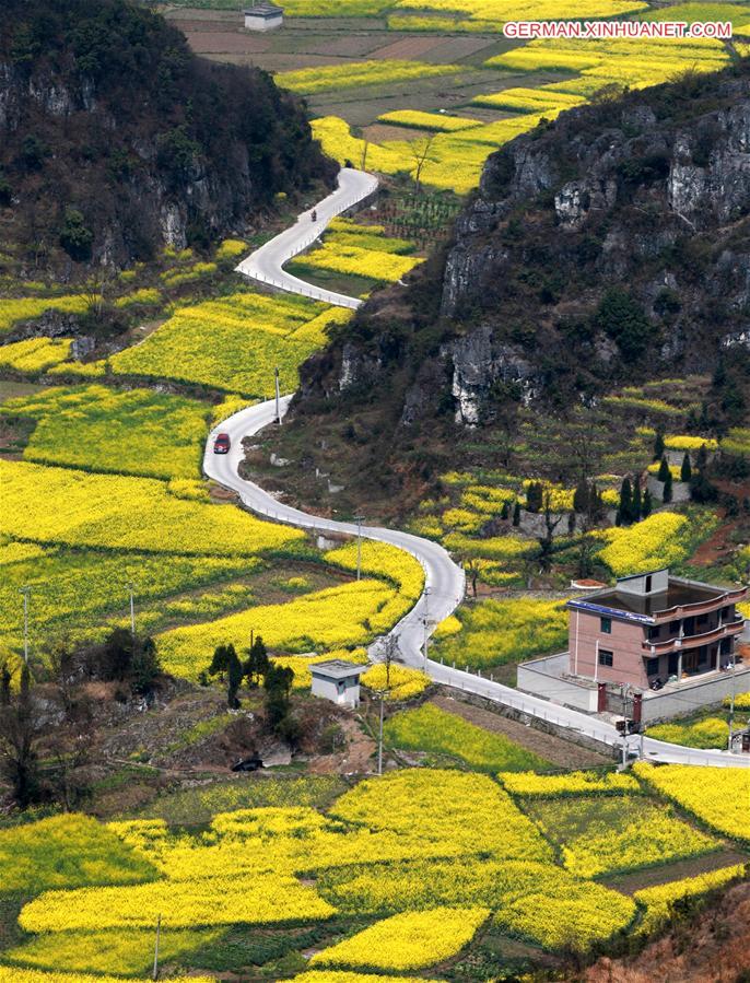 #CHINA-GUIZHOU-ANSHUN-RAPE FLOWERS (CN)