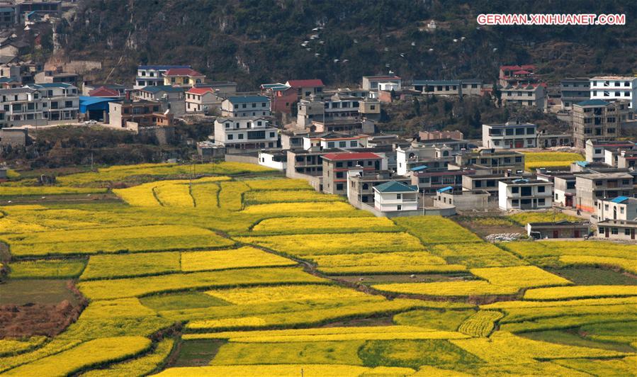 #CHINA-GUIZHOU-ANSHUN-RAPE FLOWERS (CN)