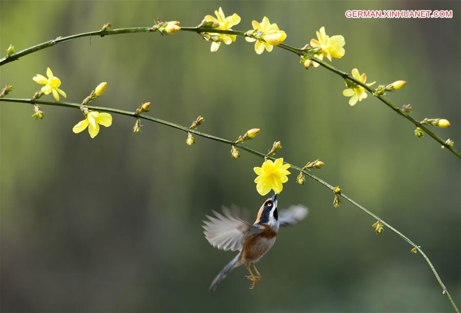 #CHINA-JIANGSU-WUXI-BIRD-SPRING (CN)
