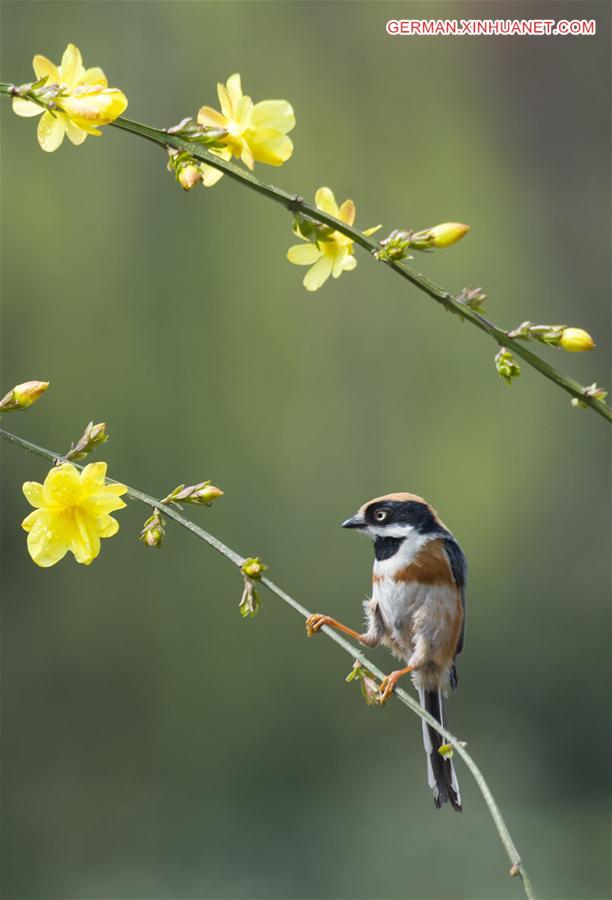 #CHINA-JIANGSU-WUXI-BIRD-SPRING (CN)