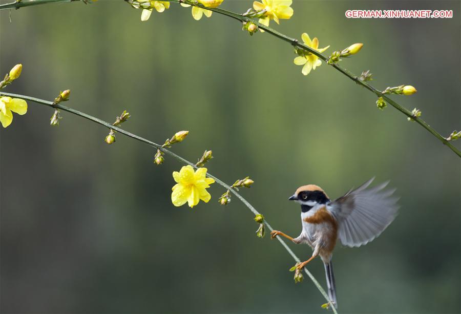 #CHINA-JIANGSU-WUXI-BIRD-SPRING (CN)