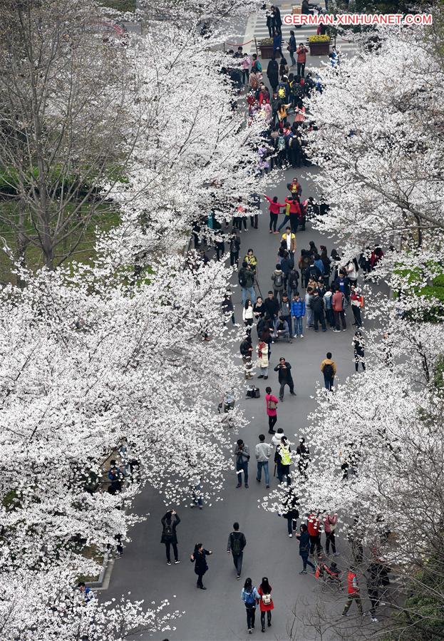 CHINA-NANJING-CHERRY BLOSSOM (CN) 