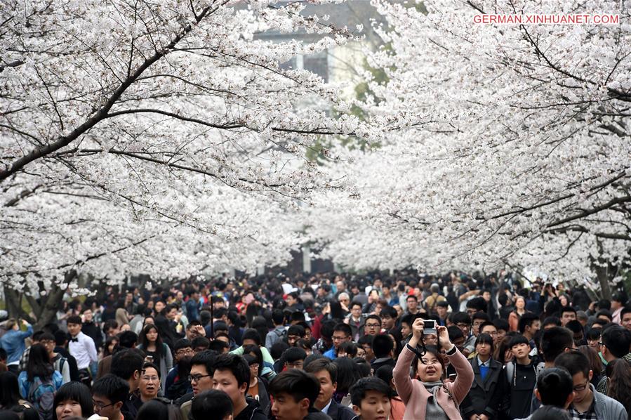 CHINA-NANJING-CHERRY BLOSSOM (CN) 