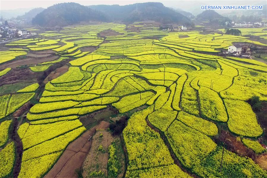 #CHINA-HUBEI-YICHANG-RAPE FLOWER-SCENERY (CN)