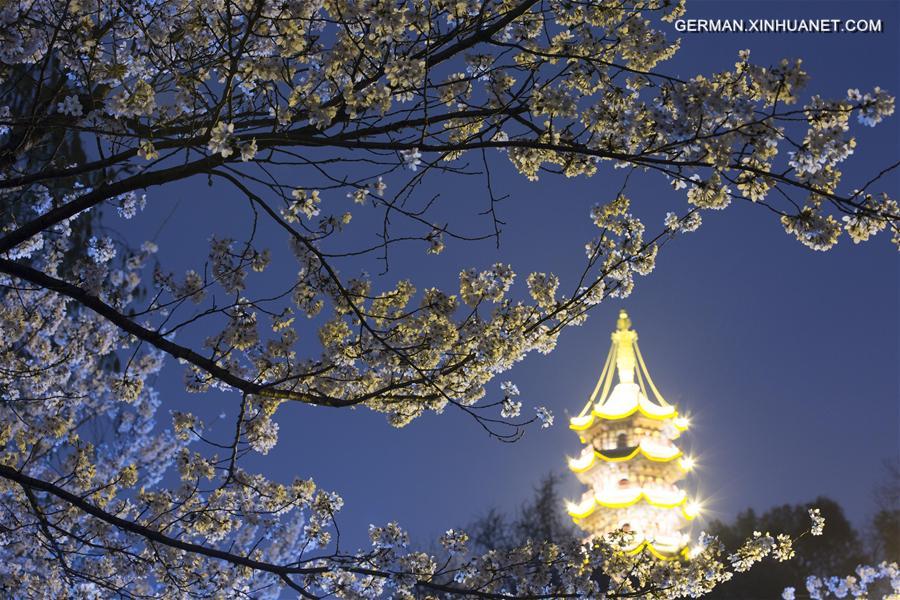 #CHINA-NANJING-CHERRY BLOSSOM (CN)