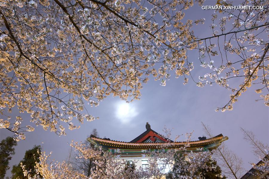 #CHINA-NANJING-CHERRY BLOSSOM (CN)