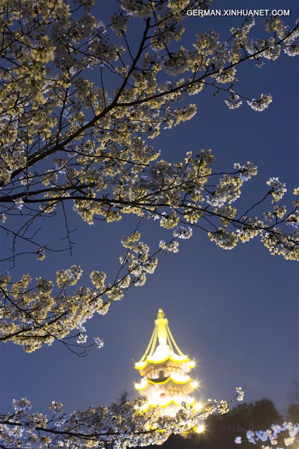 #CHINA-NANJING-CHERRY BLOSSOM (CN)