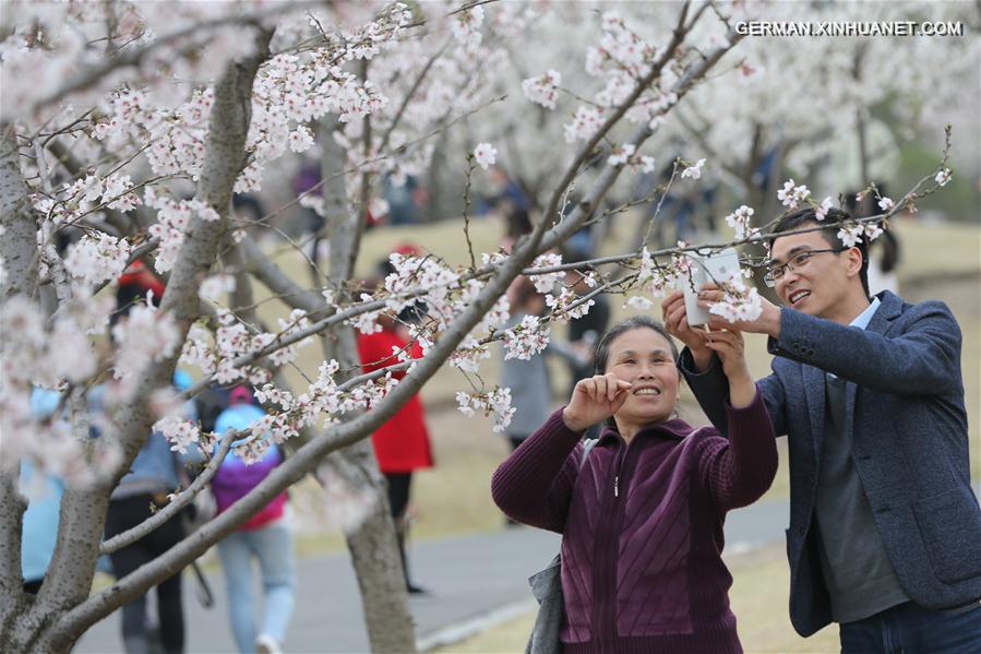 CHINA-SHANGHAI-CHERRY BLOSSOM (CN)