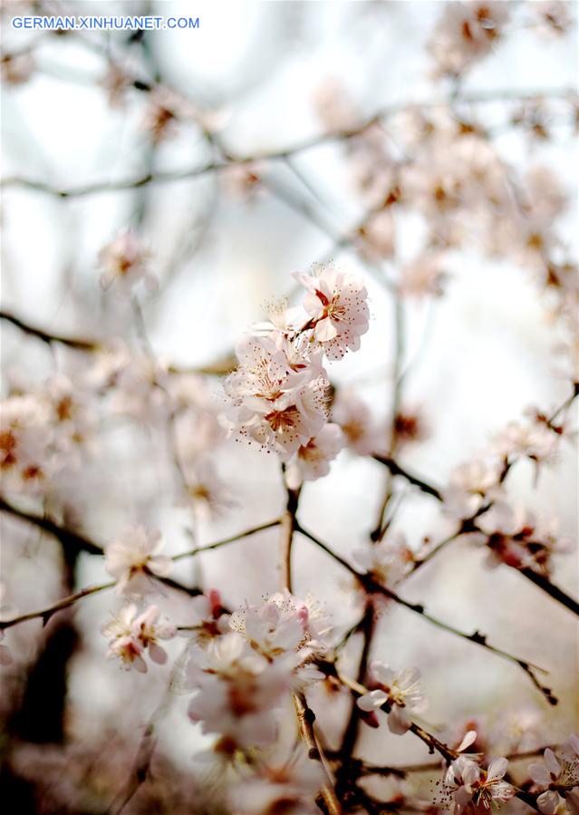 CHINA-BEIJING-CHERRY BLOSSOM (CN)