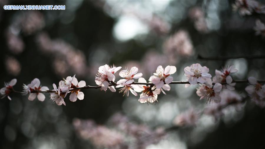 CHINA-BEIJING-CHERRY BLOSSOM (CN)