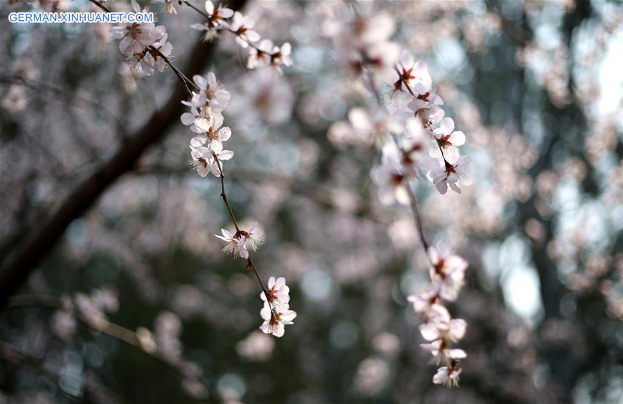 CHINA-BEIJING-CHERRY BLOSSOM (CN)