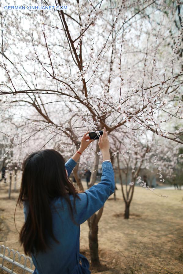 CHINA-BEIJING-CHERRY BLOSSOM (CN)