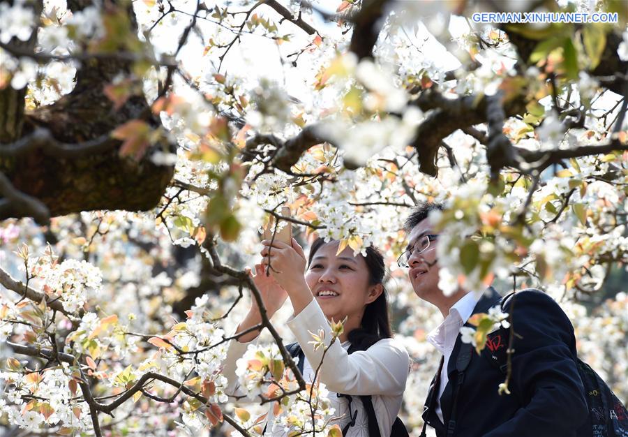 CHINA-KUNMING-PEAR BLOSSOM(CN)