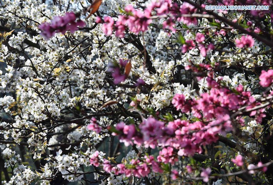 CHINA-KUNMING-PEAR BLOSSOM(CN)