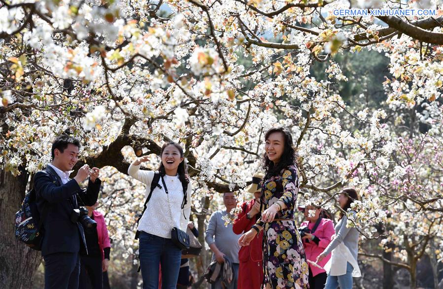 CHINA-KUNMING-PEAR BLOSSOM(CN)