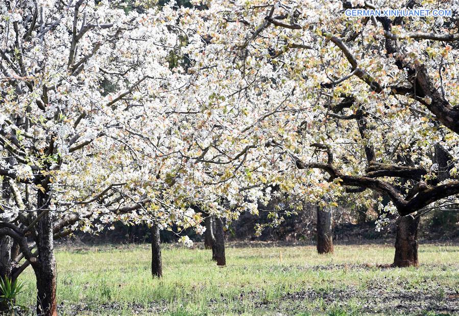 CHINA-KUNMING-PEAR BLOSSOM(CN)