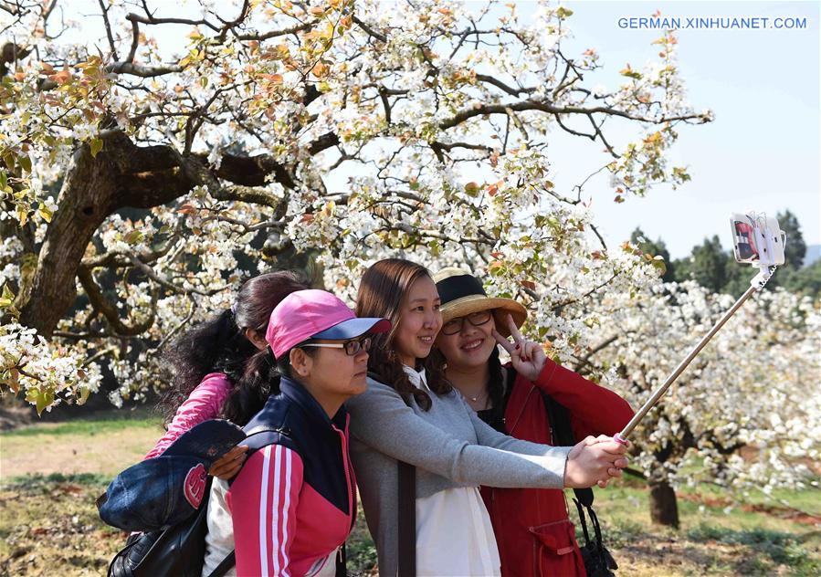 CHINA-KUNMING-PEAR BLOSSOM(CN)