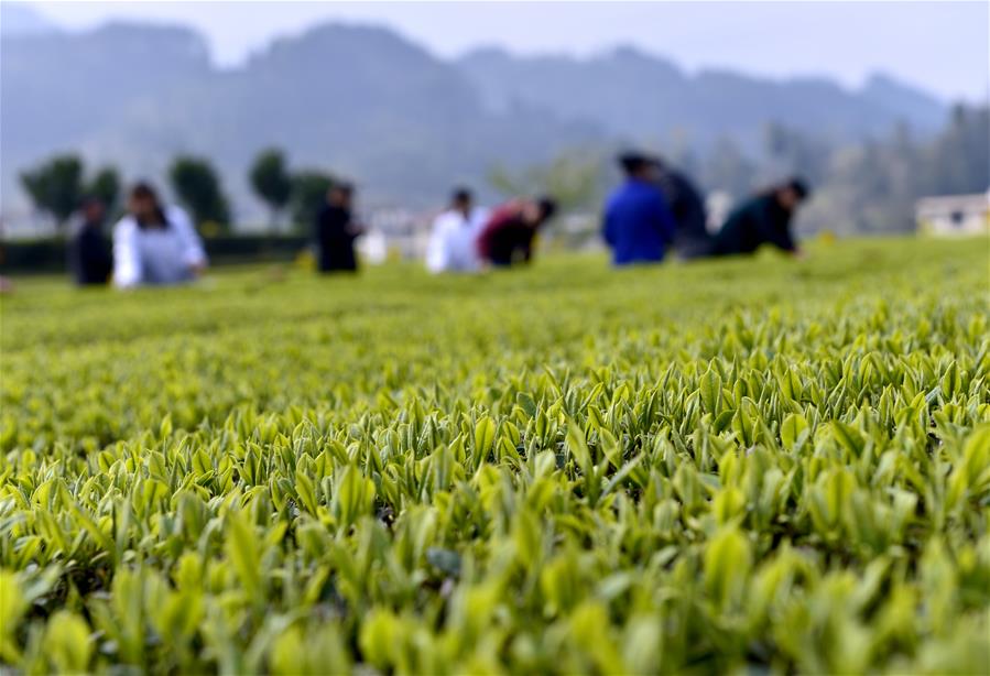 #CHINA-HUBEI-ENSHI-TEA HARVEST (CN)