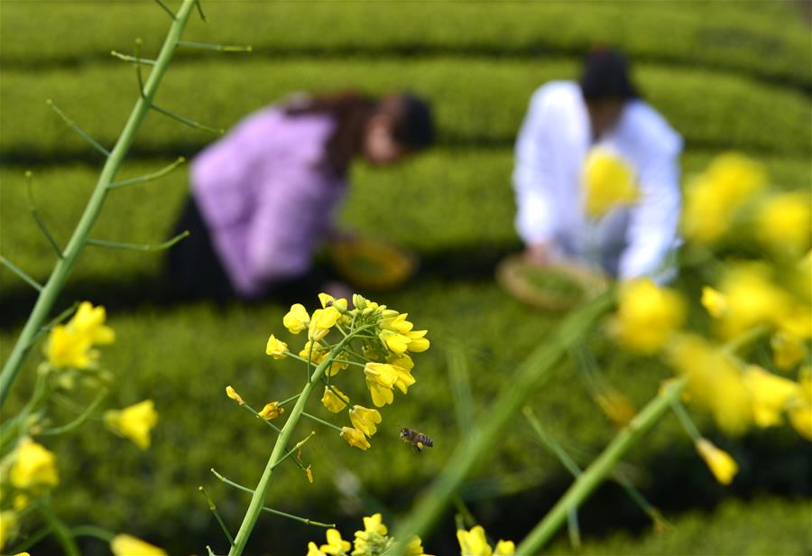 #CHINA-HUBEI-ENSHI-TEA HARVEST (CN)