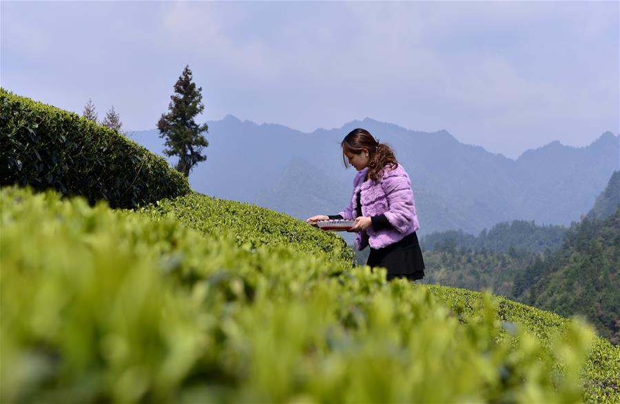 #CHINA-HUBEI-ENSHI-TEA HARVEST (CN)