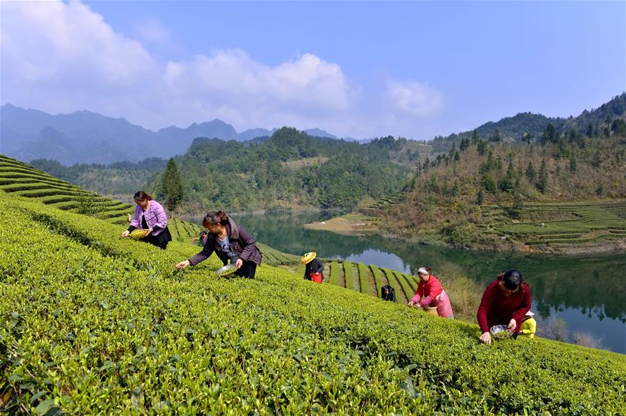 #CHINA-HUBEI-ENSHI-TEA HARVEST (CN)