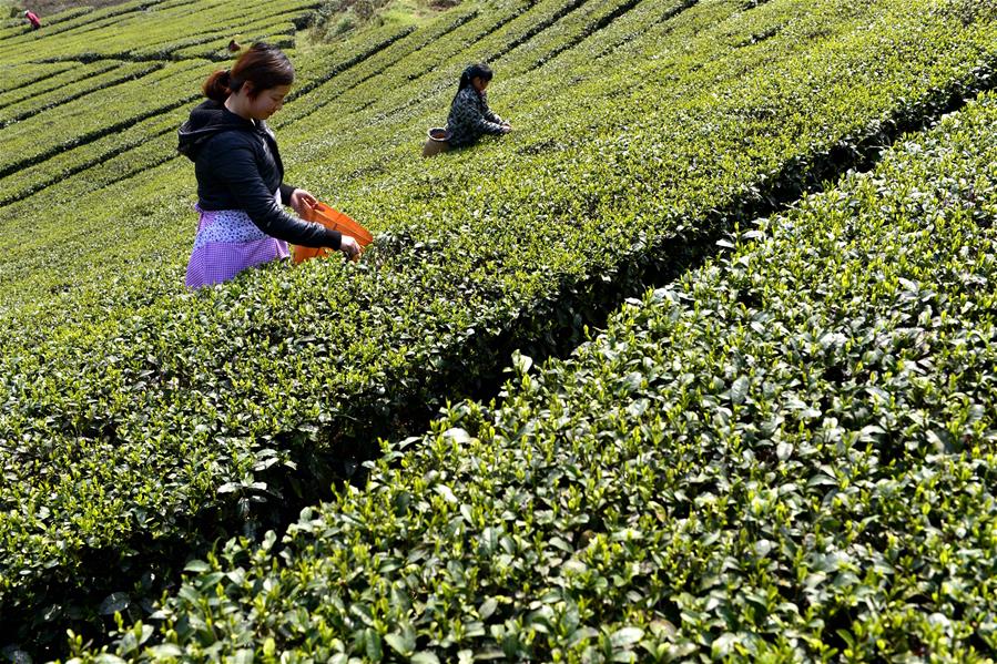 #CHINA-HUBEI-ENSHI-TEA HARVEST (CN)