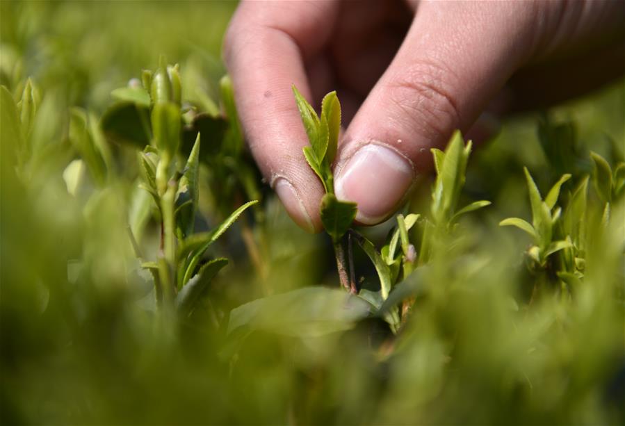 #CHINA-HUBEI-ENSHI-TEA HARVEST (CN)