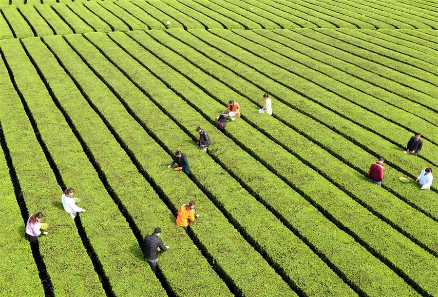 #CHINA-HUBEI-ENSHI-TEA HARVEST (CN)