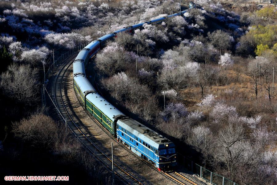 #CHINA-BEIJING-TRAIN-FLOWER (CN)